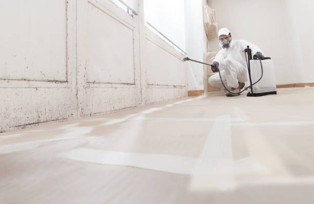 24/7 Emergency Basement Mold Removal experts in La Grange, IL